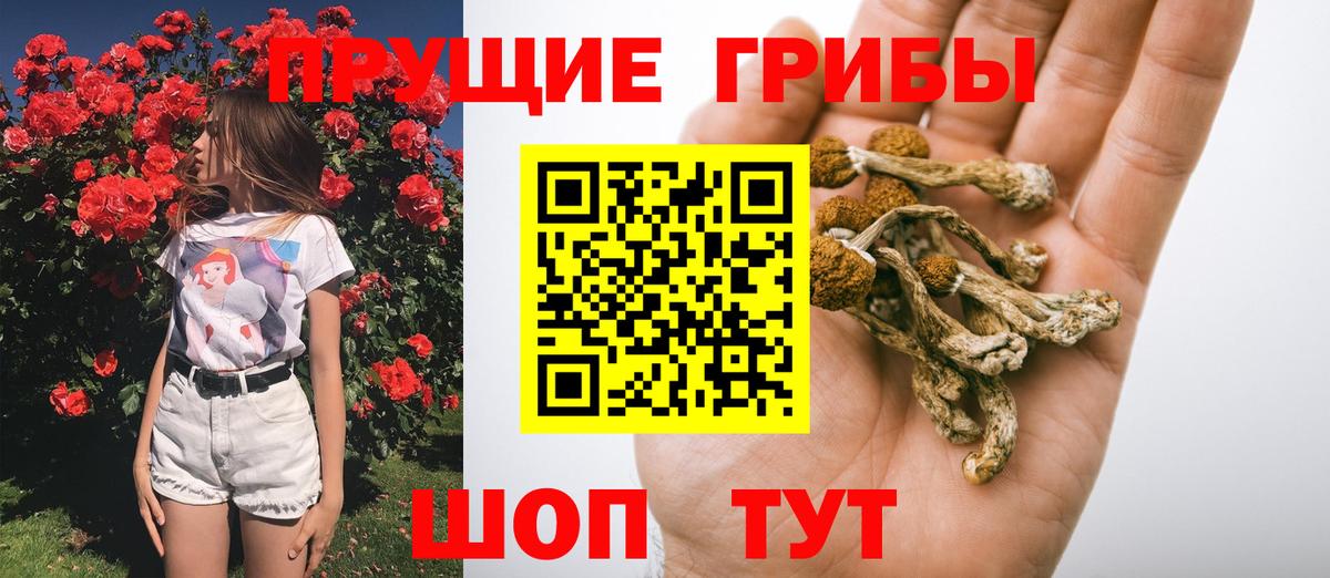 как найти закладки  Вход с VPN  Курчалой  Псилоцибиновые грибы мухоморы 